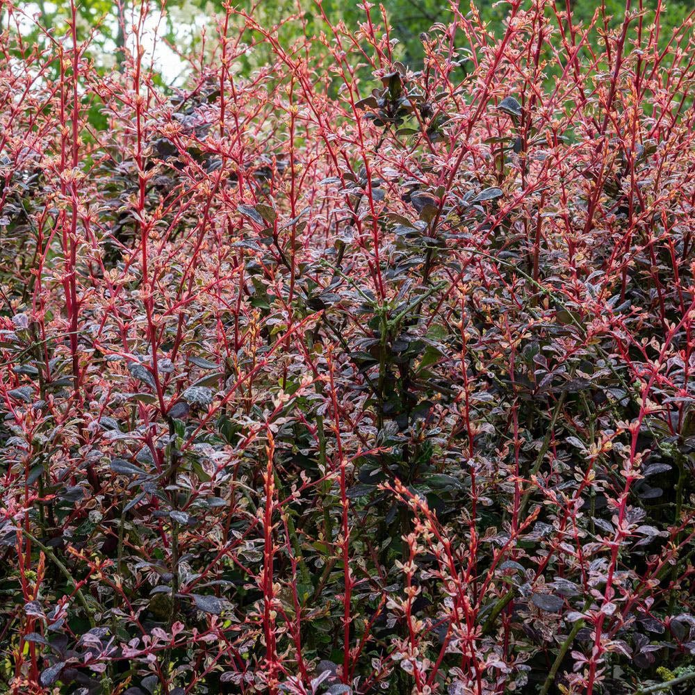 Dracila Berberis Japoneza Rose Glow, cu frunze roz-purpuriu