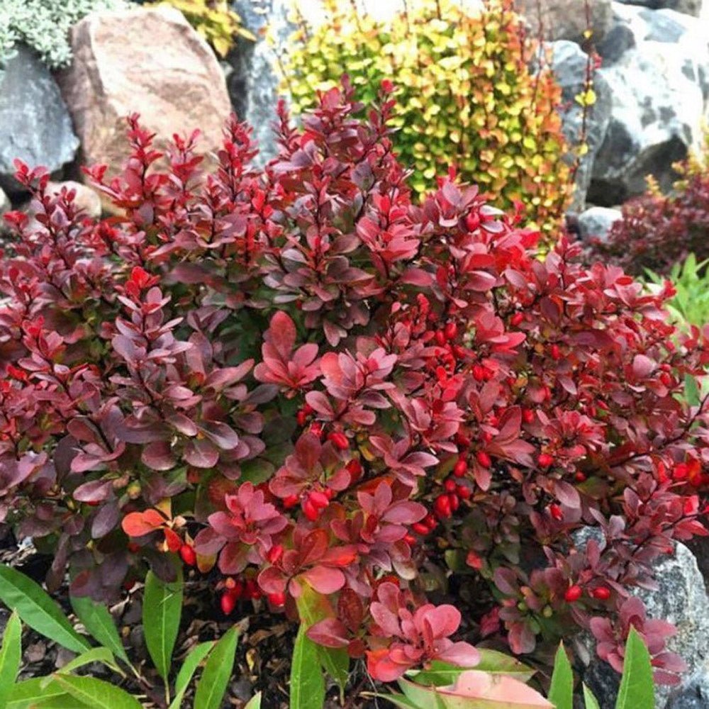 Dracila Berberis Japoneza Bagatelle, cu frunze rosu-burgundiu