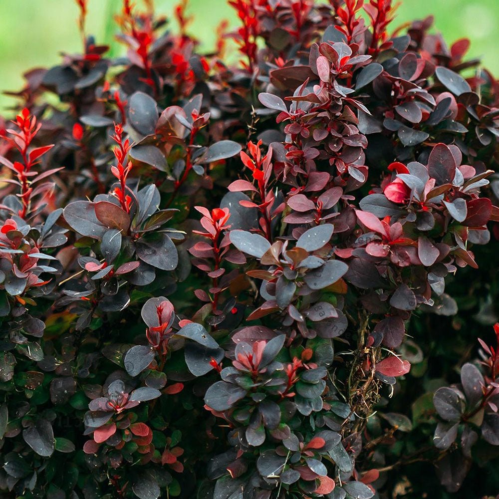 Dracila Berberis Japoneza Bagatelle, cu frunze rosu-burgundiu