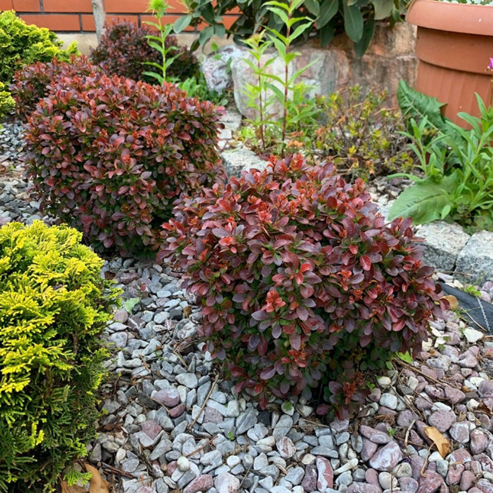 Dracila Berberis Japoneza Bagatelle, cu frunze rosu-burgundiu