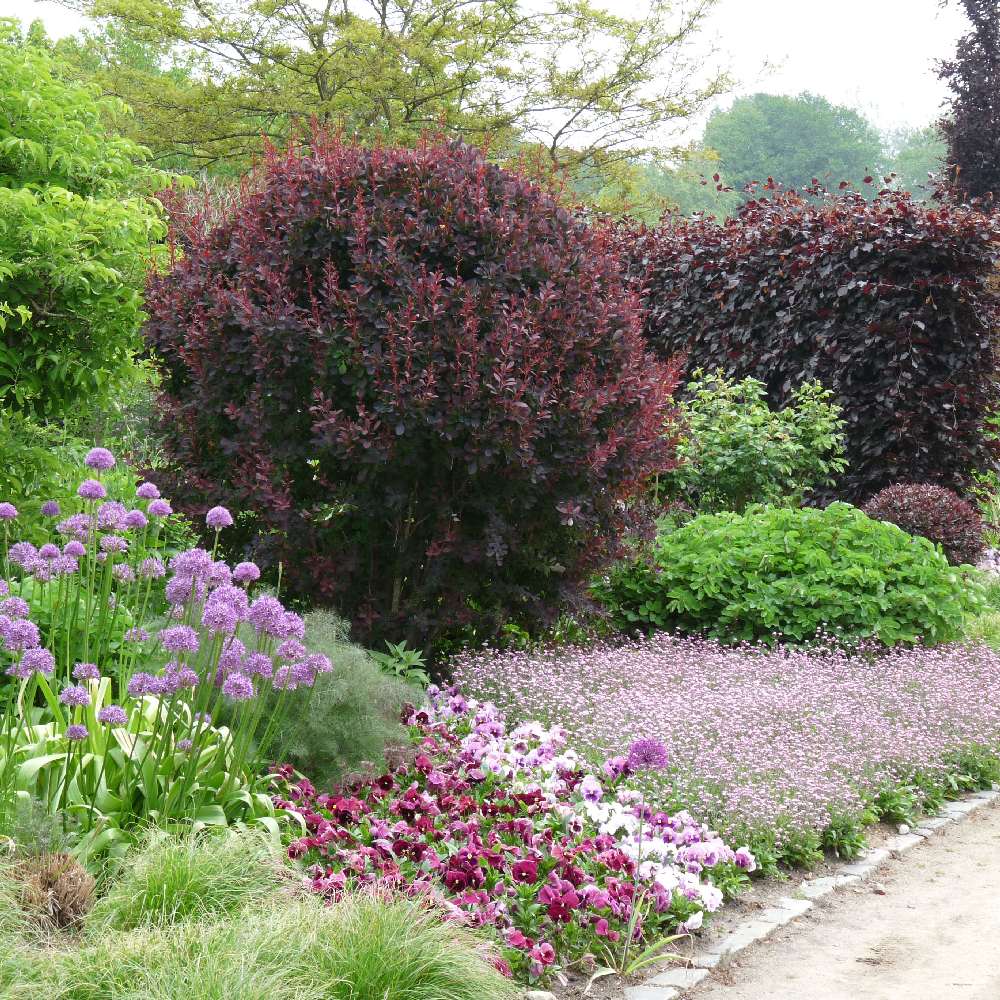 Dracila Berberis Japoneza Atropurpurea, cu frunze rosu-inchis