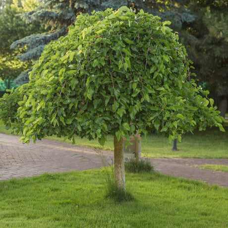 Dud Alb - Pom Fructifer