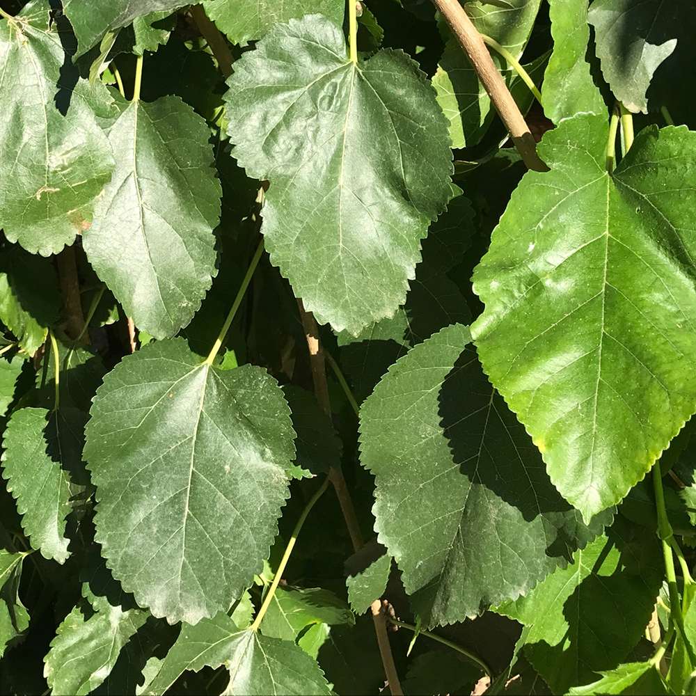 Dud Alb - Pom Fructifer