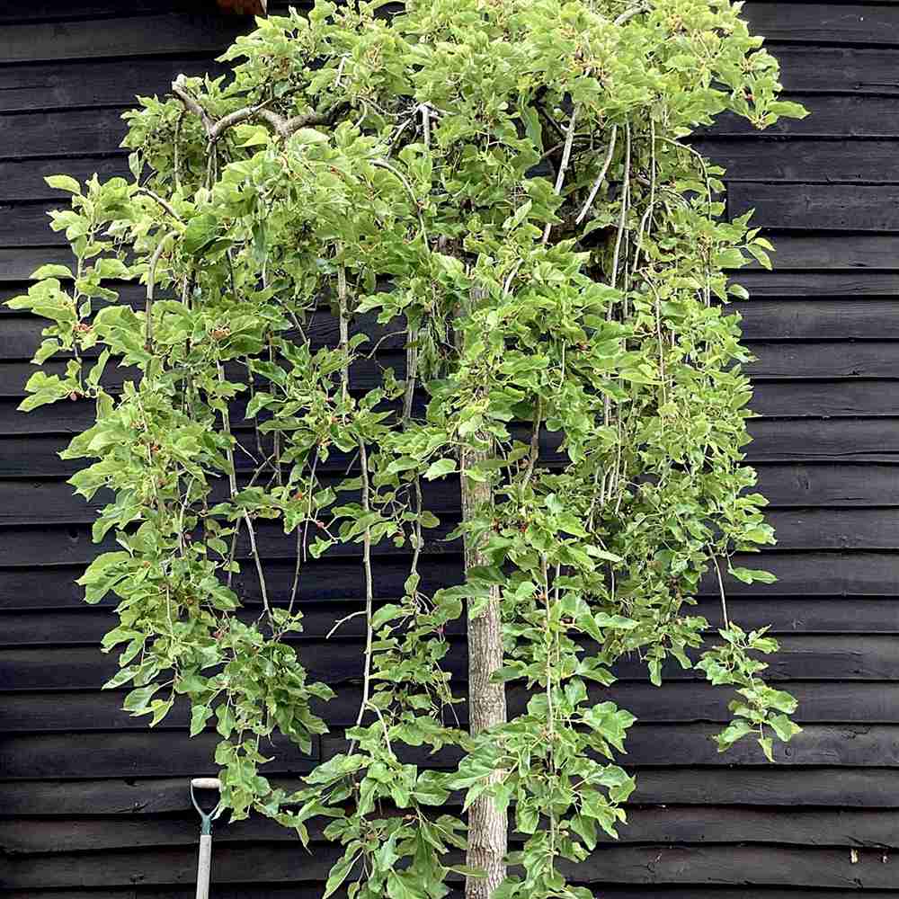 Dud Ornamental Alb Plangator (Morus Alba), cu fructe negre dulci