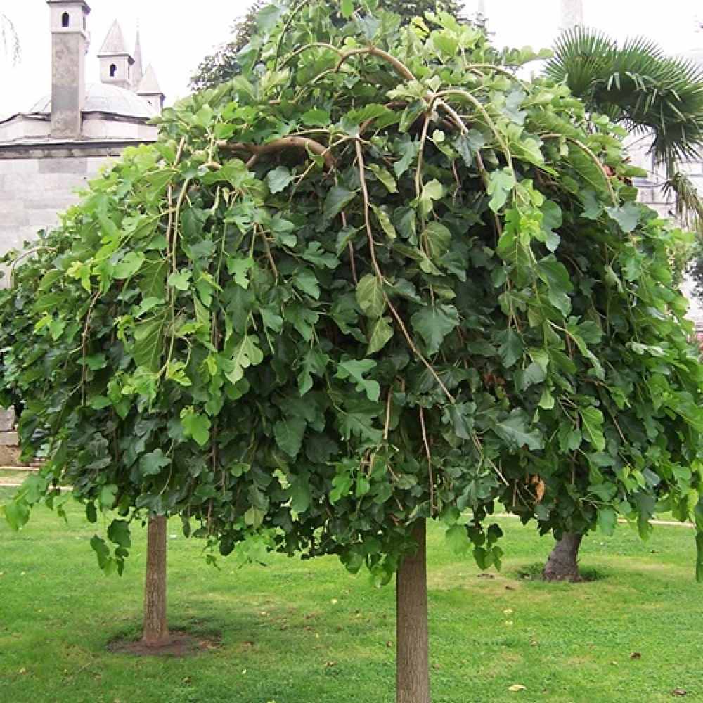 Dud Ornamental Alb Plangator (Morus Alba), cu fructe negre dulci