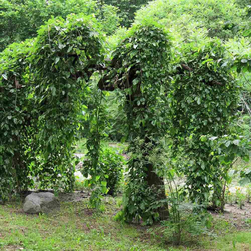 Dud Ornamental Alb Plangator (Morus Alba), cu fructe negre dulci