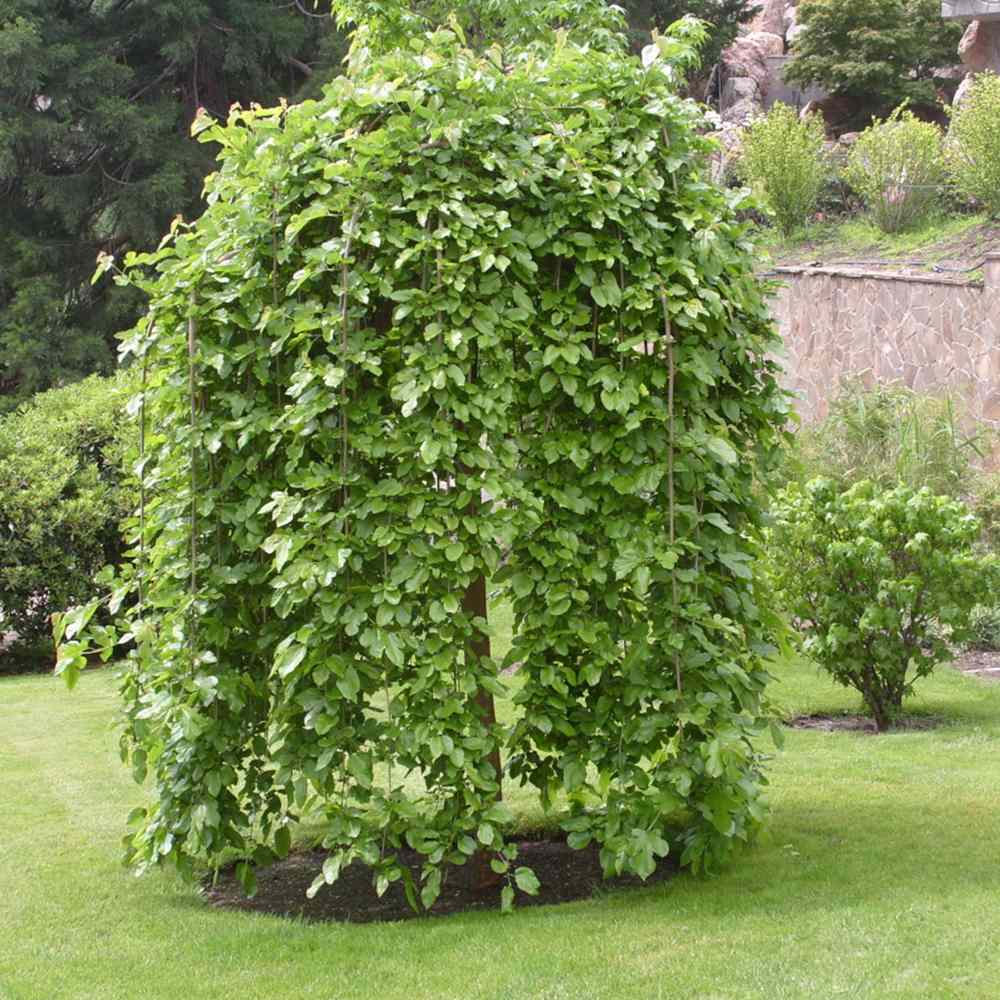 Dud Ornamental Alb Plangator (Morus Alba), cu fructe negre dulci