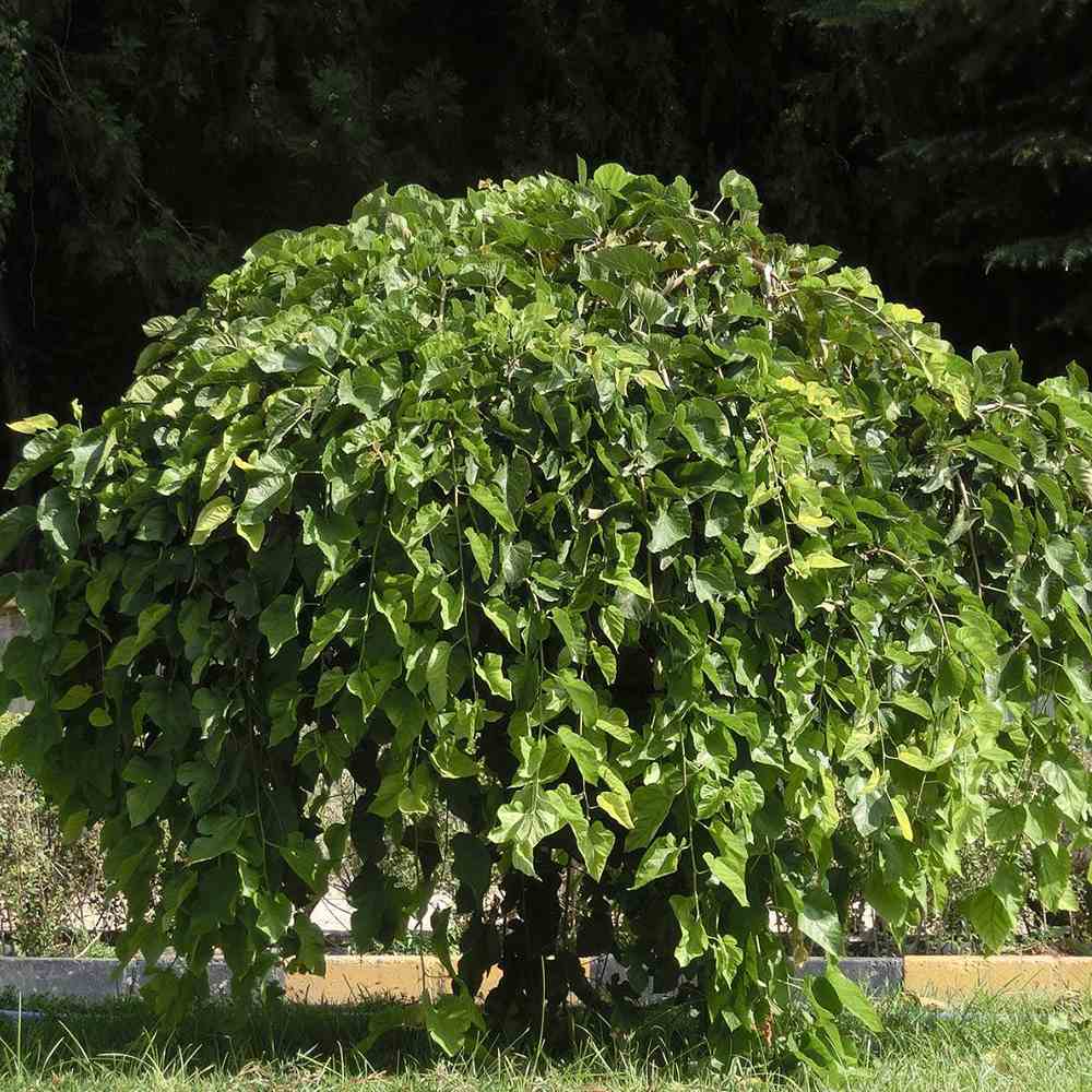 Dud Ornamental Alb Plangator (Morus Alba), cu fructe negre dulci