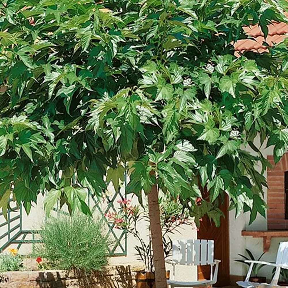 Dud Ornamental Alb (Morus Alba)