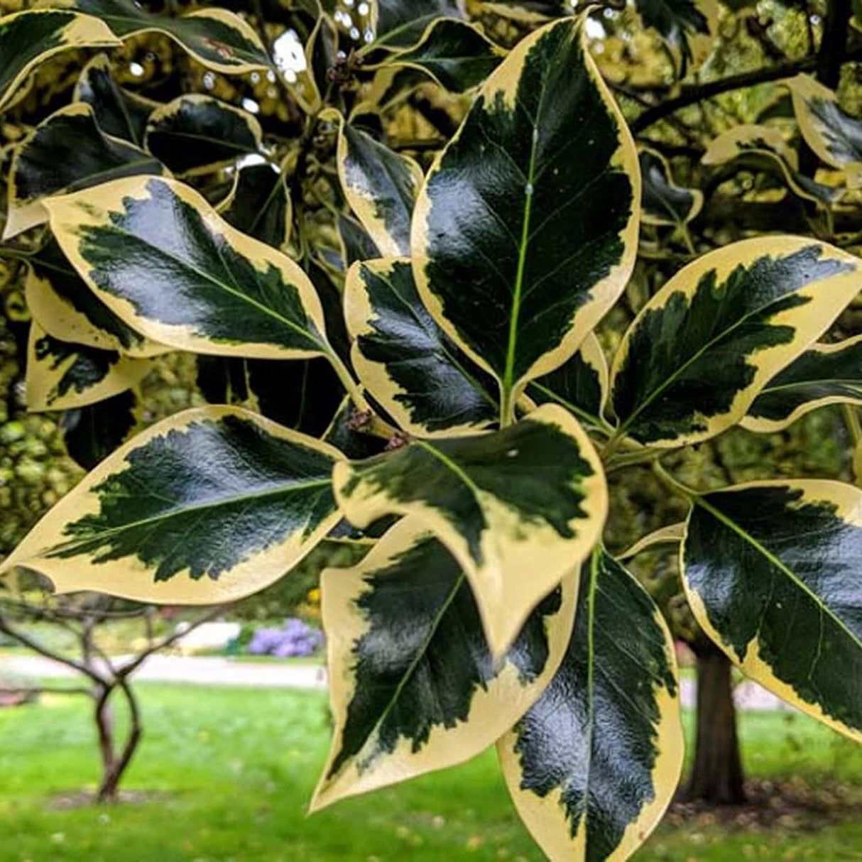 Salcioara Mirositoare (Elaeagnus Ebbingei Gilt Edge)