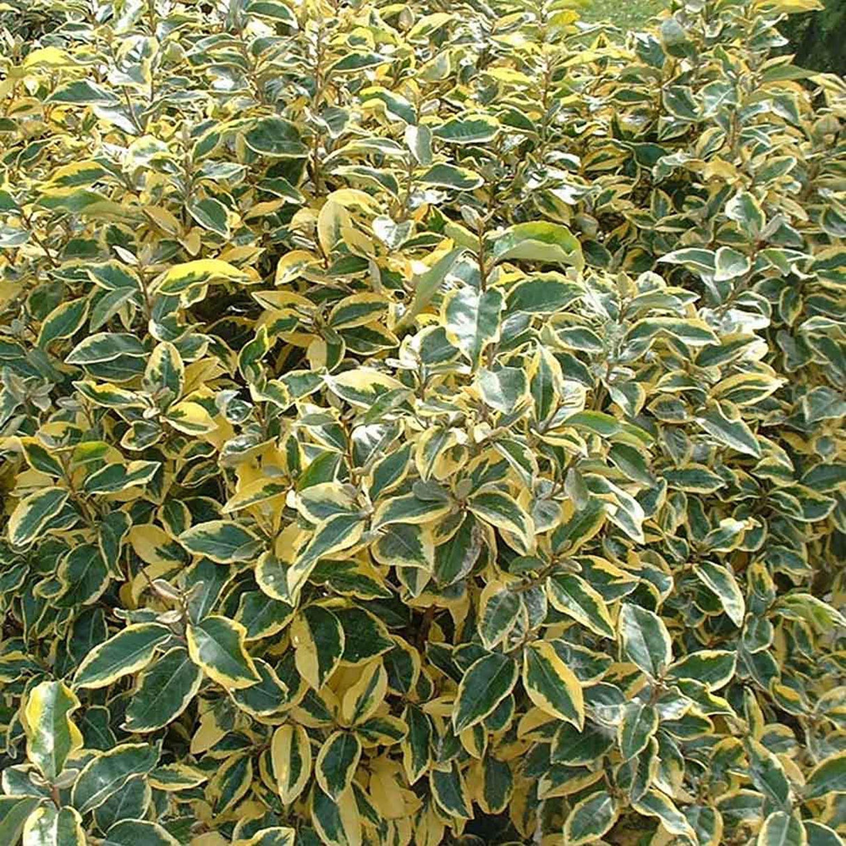 Salcioara Mirositoare (Elaeagnus Ebbingei Gilt Edge)