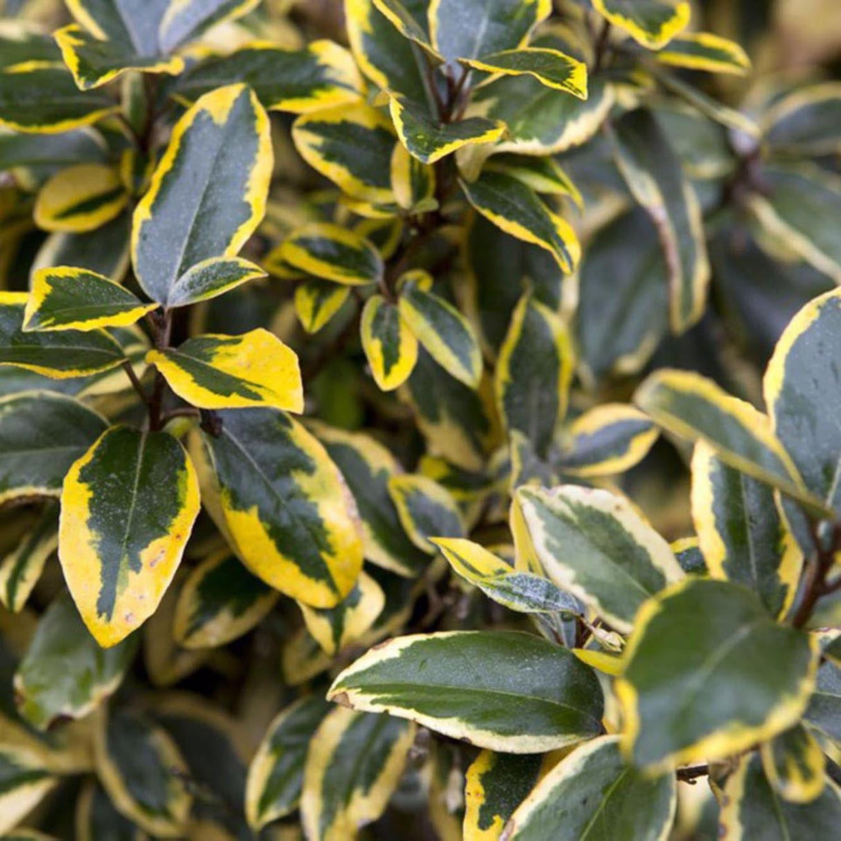 Salcioara Mirositoare (Elaeagnus Ebbingei Gilt Edge)