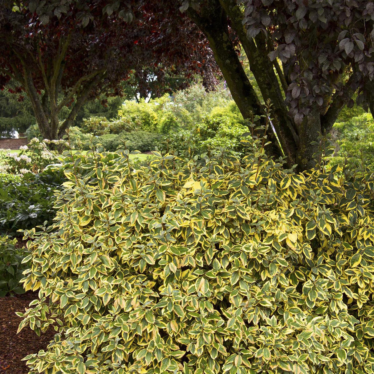 Salcioara Mirositoare (Elaeagnus Ebbingei Gilt Edge)