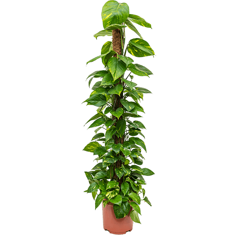 Iedera diavolului Epipremnum Aureum (Cu Suport) - 135 cm