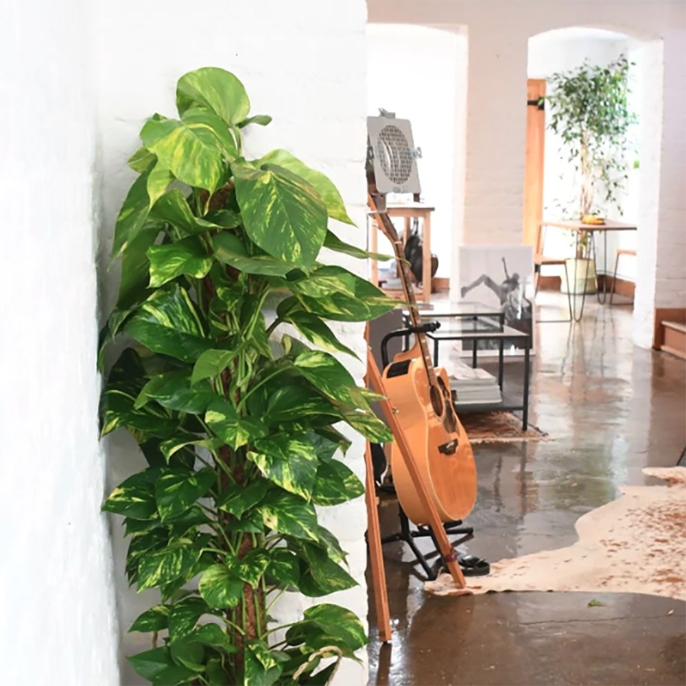 Iedera diavolului Epipremnum Aureum (Cu Suport) - 80-90 cm