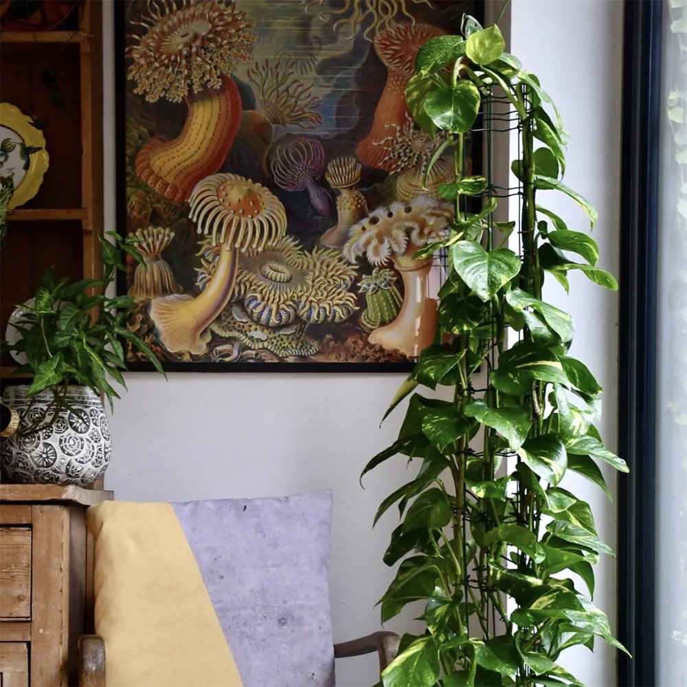 Iedera diavolului Epipremnum Aureum (Cu Suport) - 80-90 cm