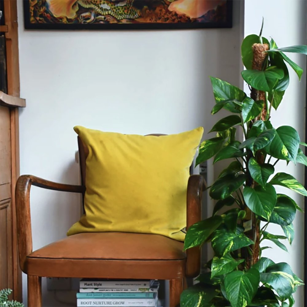 Iedera diavolului Epipremnum Aureum (Cu Suport) - 80-90 cm