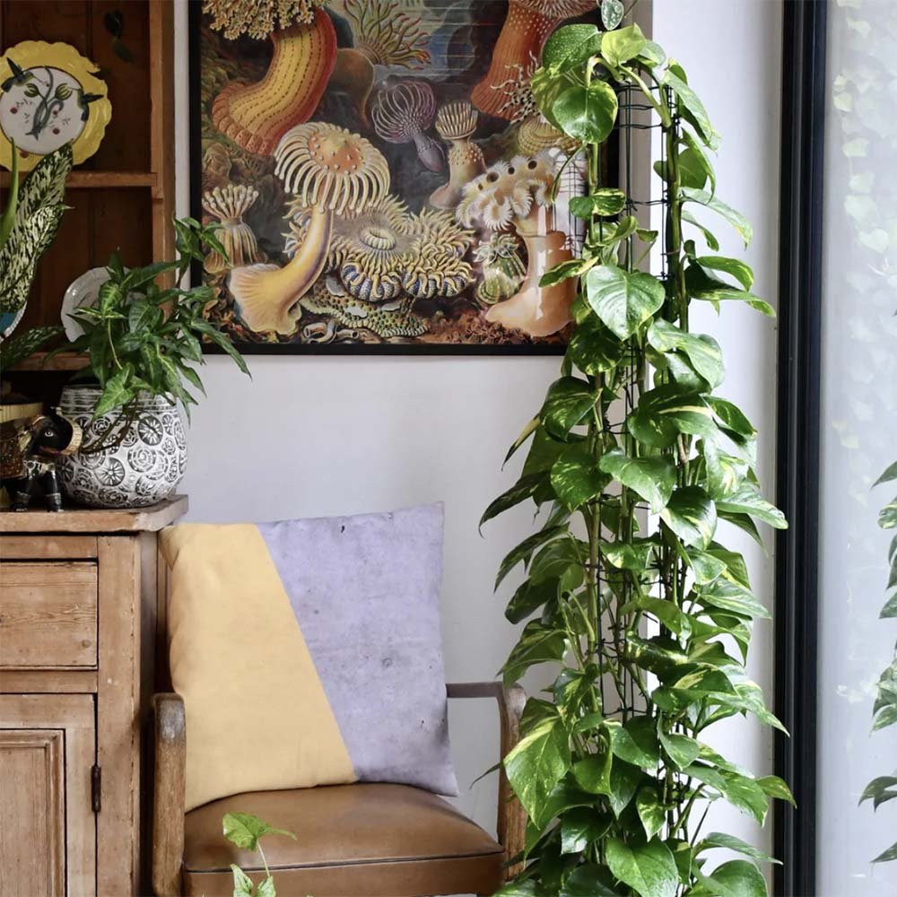 Iedera diavolului Epipremnum Aureum (Cu Suport) - 80-90 cm