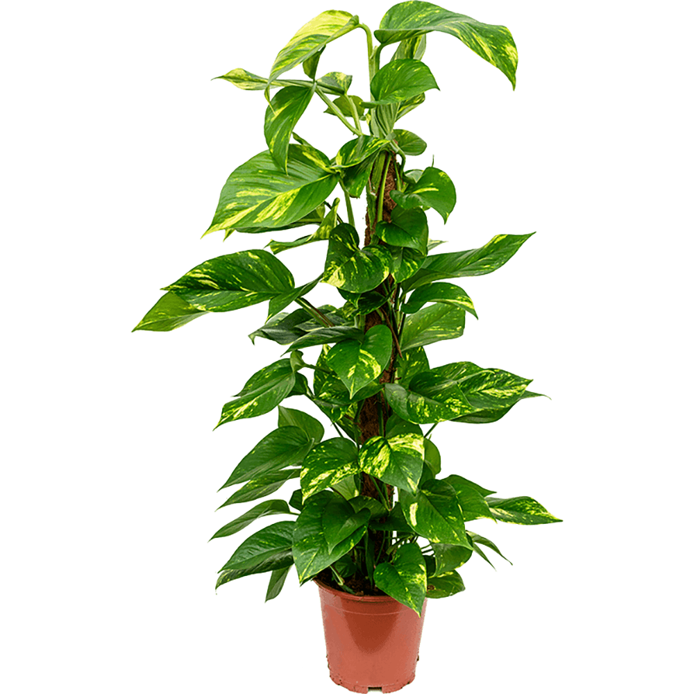 Iedera diavolului Epipremnum Aureum (Cu Suport) - 80-90 cm