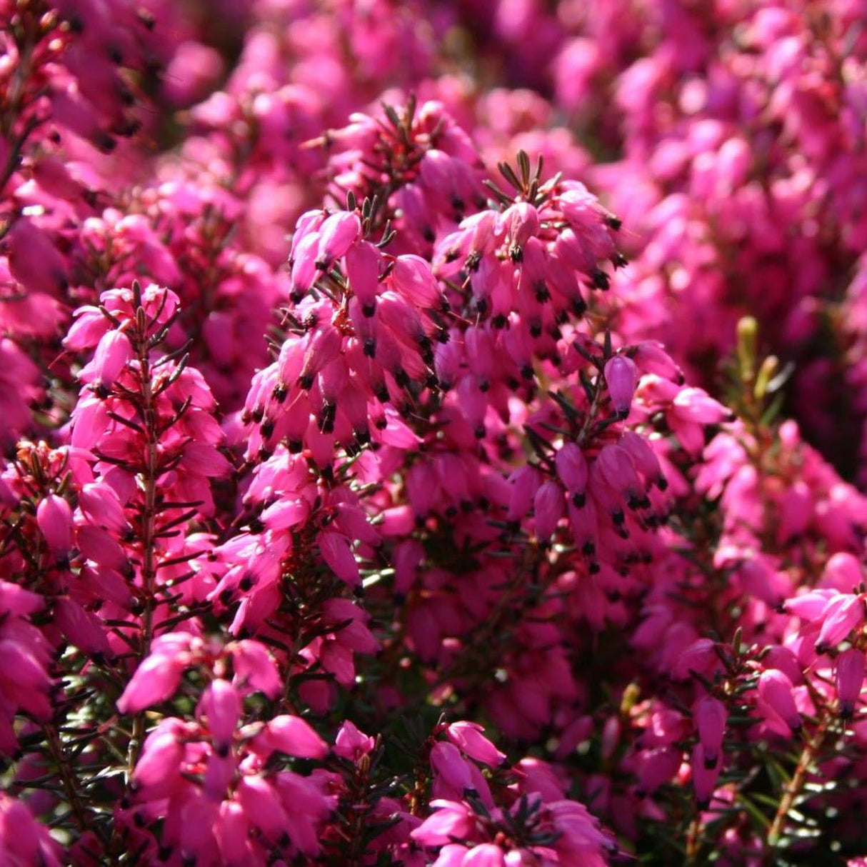 Erica (Iarba Neagra) Kramers Rote