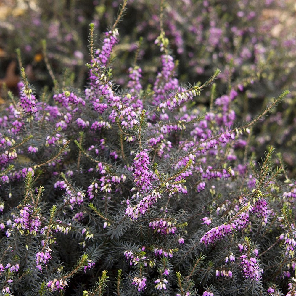Erica (Iarba Neagra) Kramers Rote