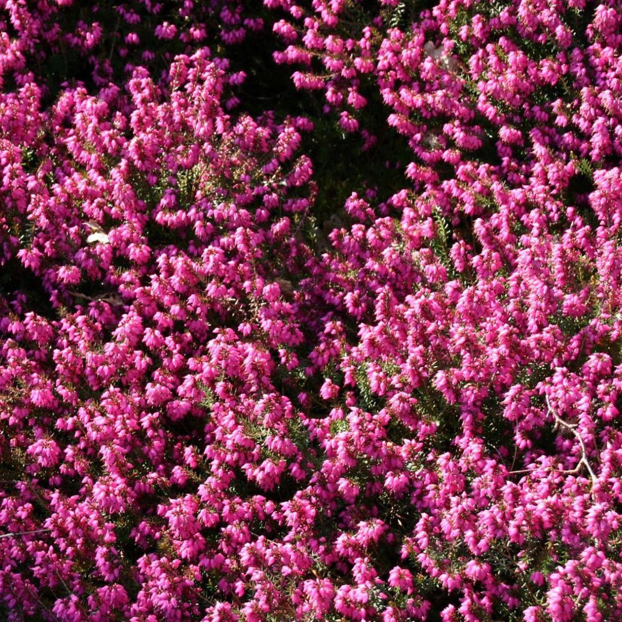 Erica (Iarba Neagra) Kramers Rote