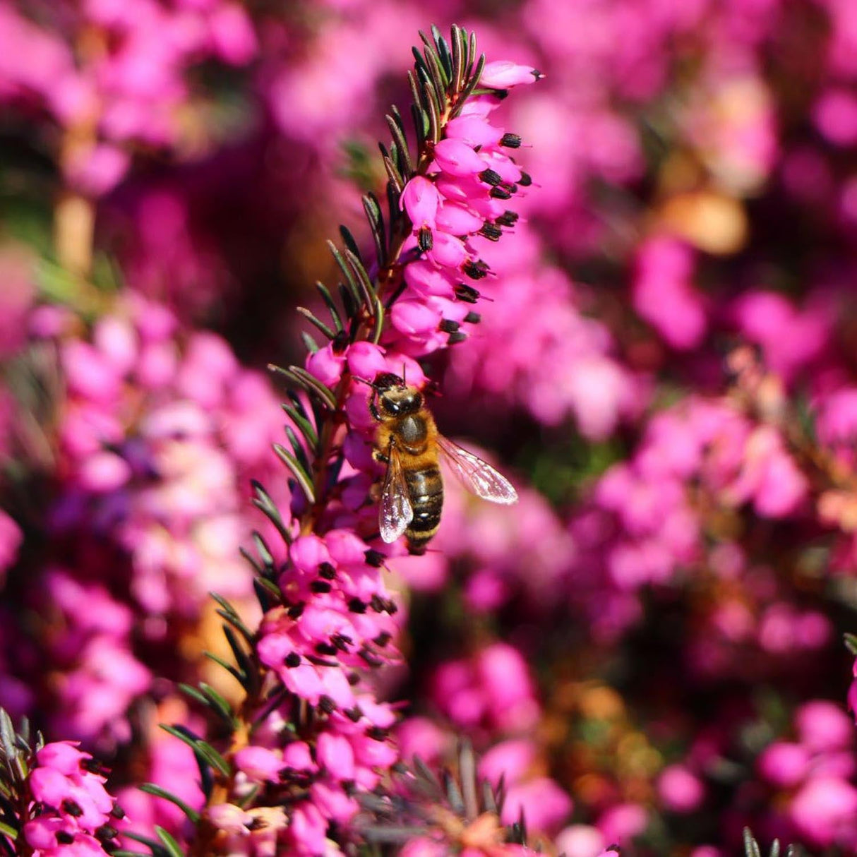 Erica (Iarba Neagra) Kramers Rote