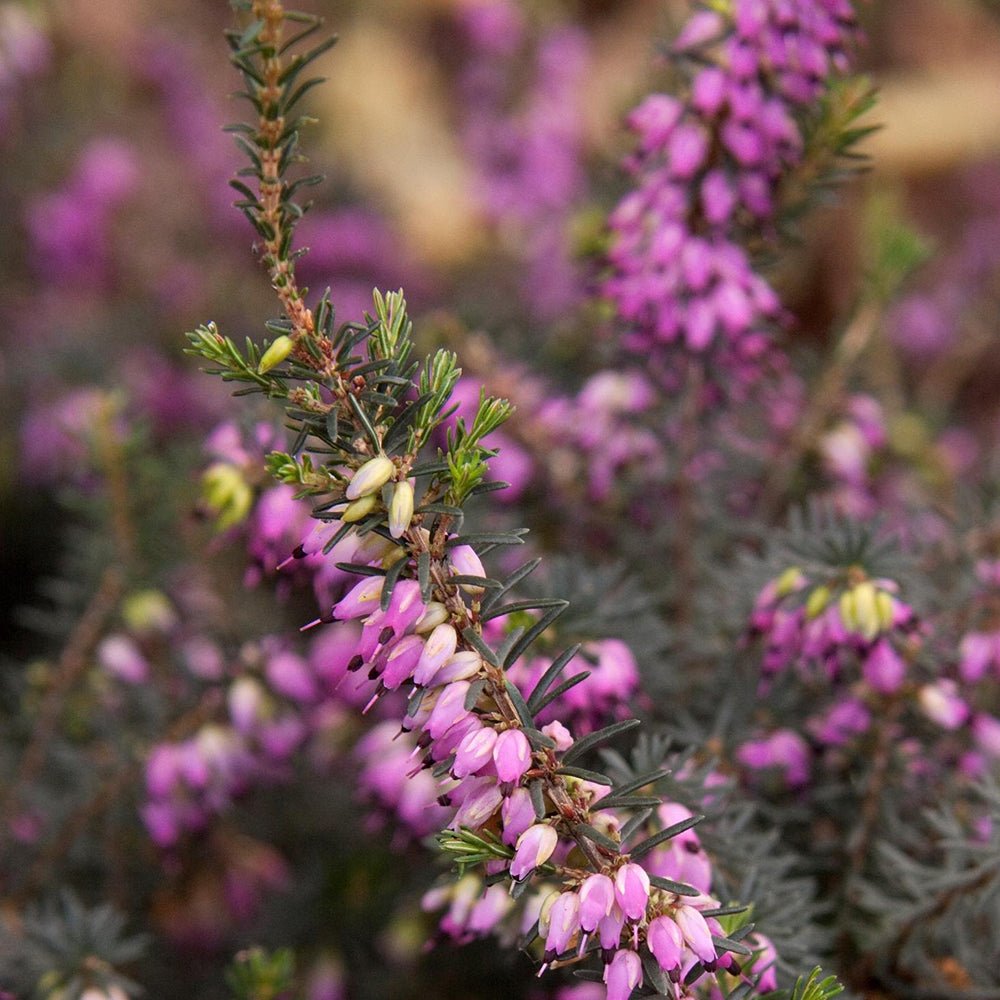Erica (Iarba Neagra) Kramers Rote
