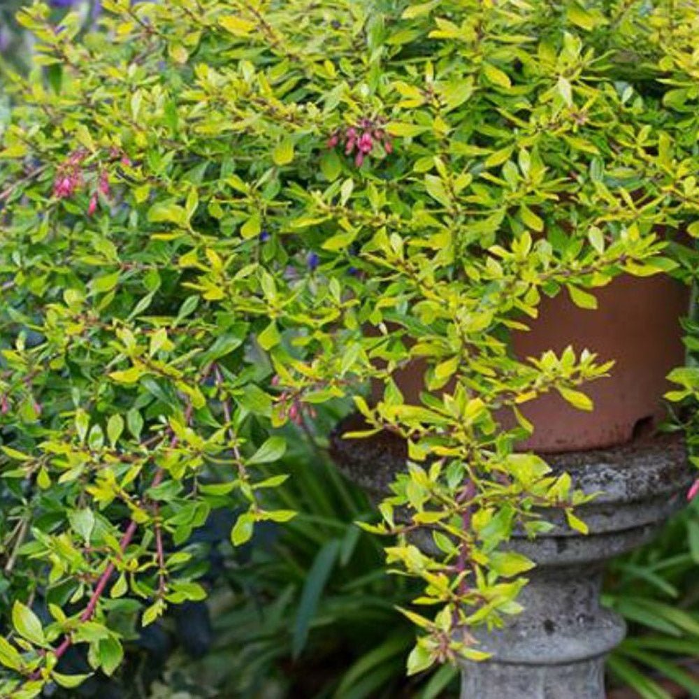 Escallonia Golden Carpet, cu frunze aurii