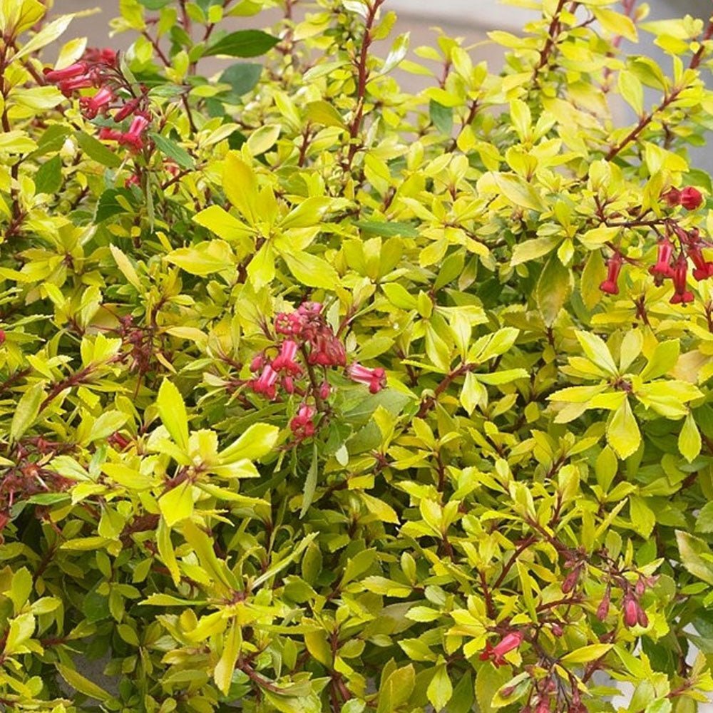 Escallonia Golden Carpet, cu frunze aurii