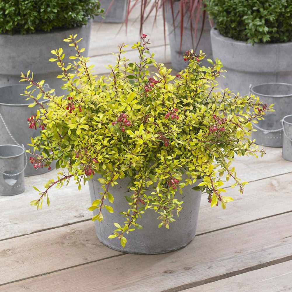 Escallonia Golden Carpet, cu frunze aurii