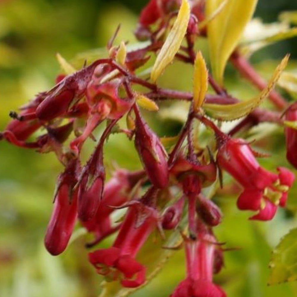 Escallonia Golden Carpet, cu frunze aurii