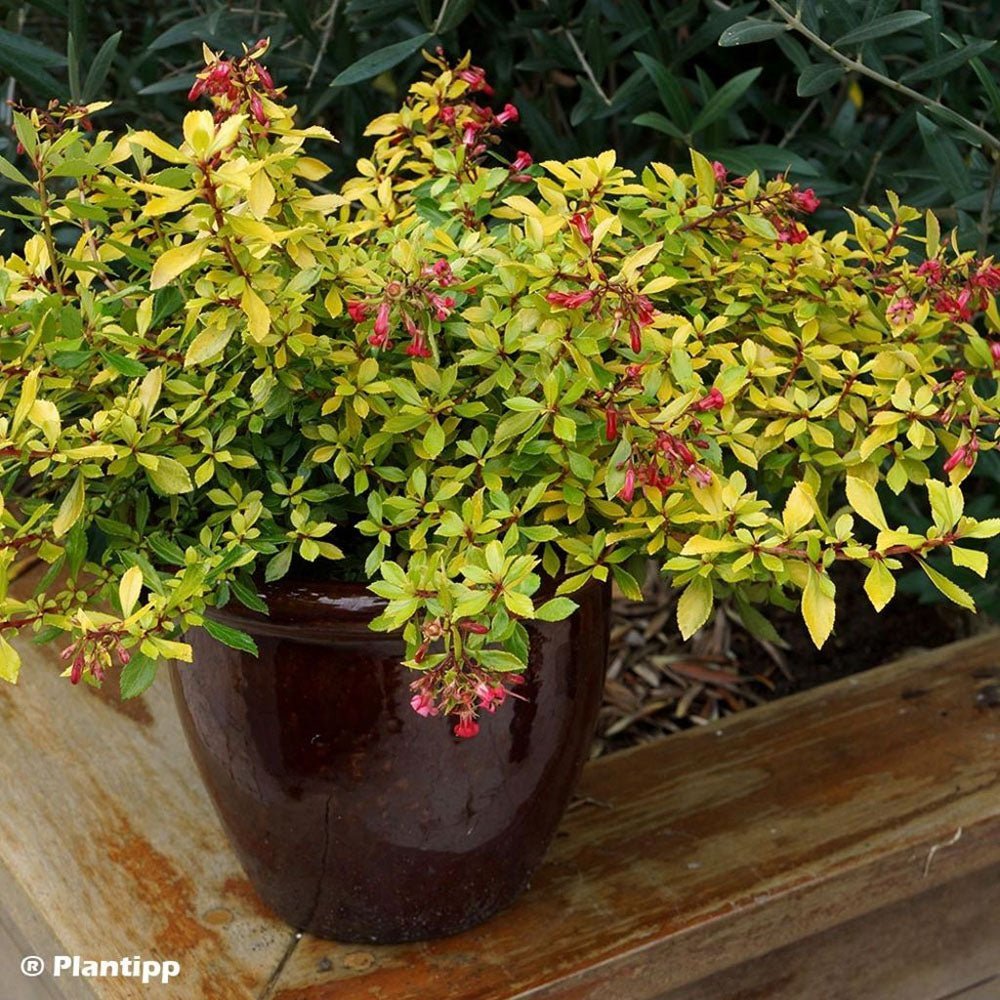 Escallonia Golden Carpet, cu frunze aurii