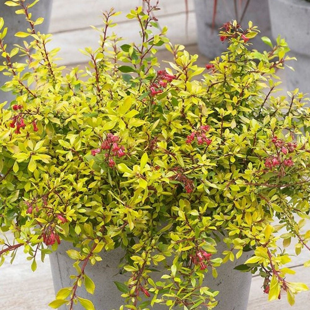 Escallonia Golden Carpet, cu frunze aurii