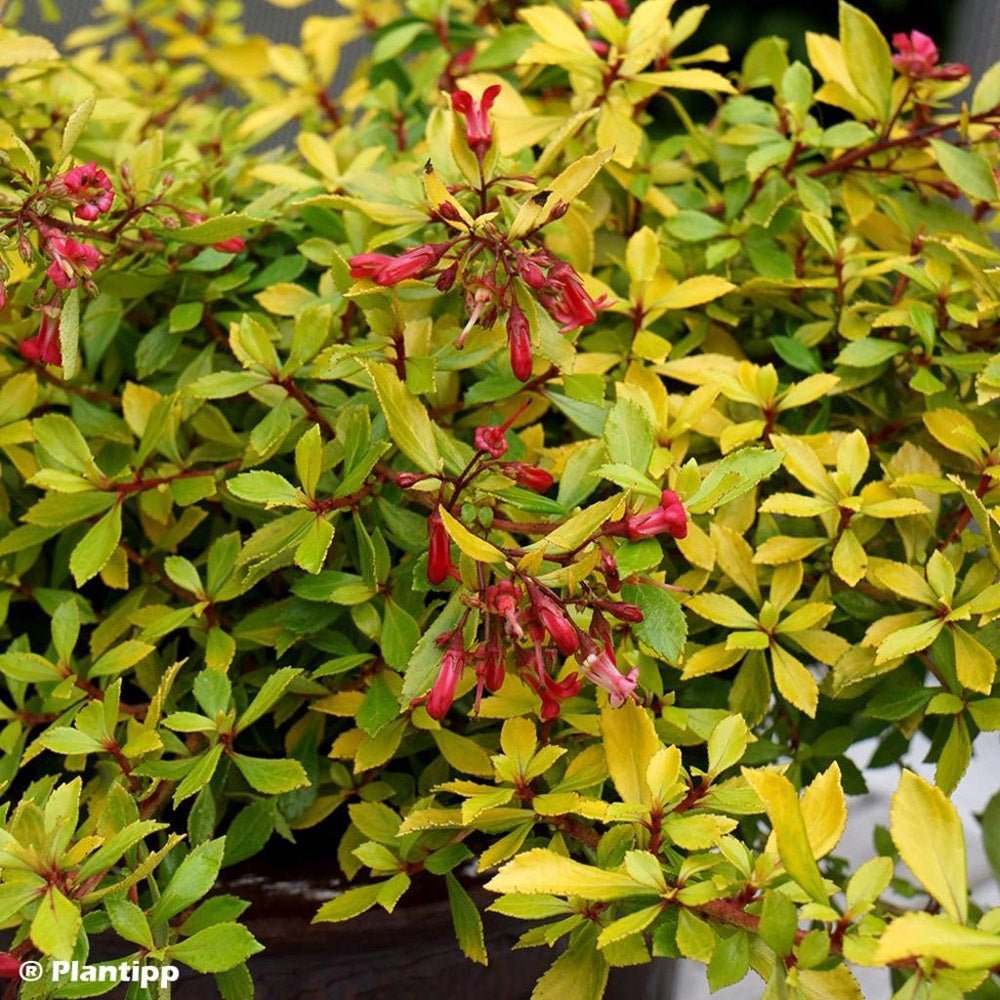 Escallonia Golden Carpet, cu frunze aurii