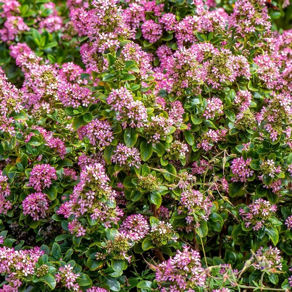 Escallonia laevis Pink Elle
