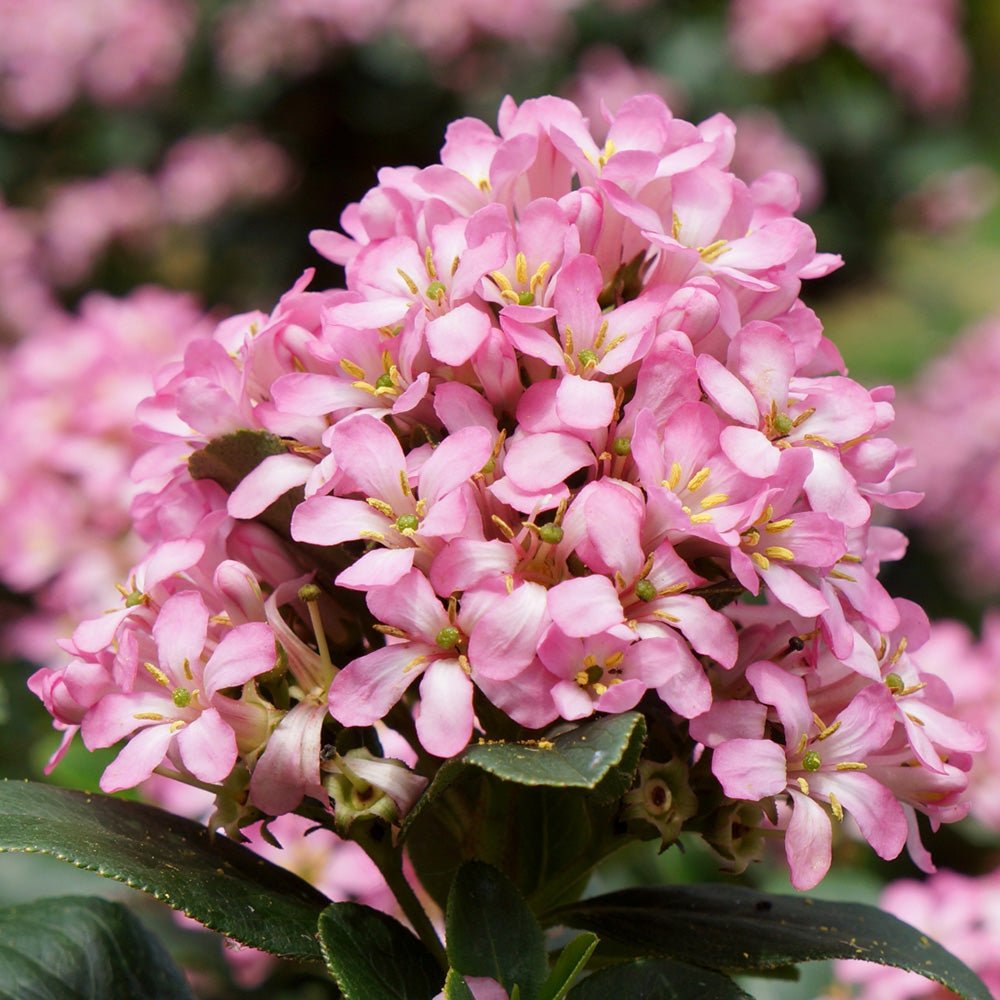 Escallonia laevis Pink Elle