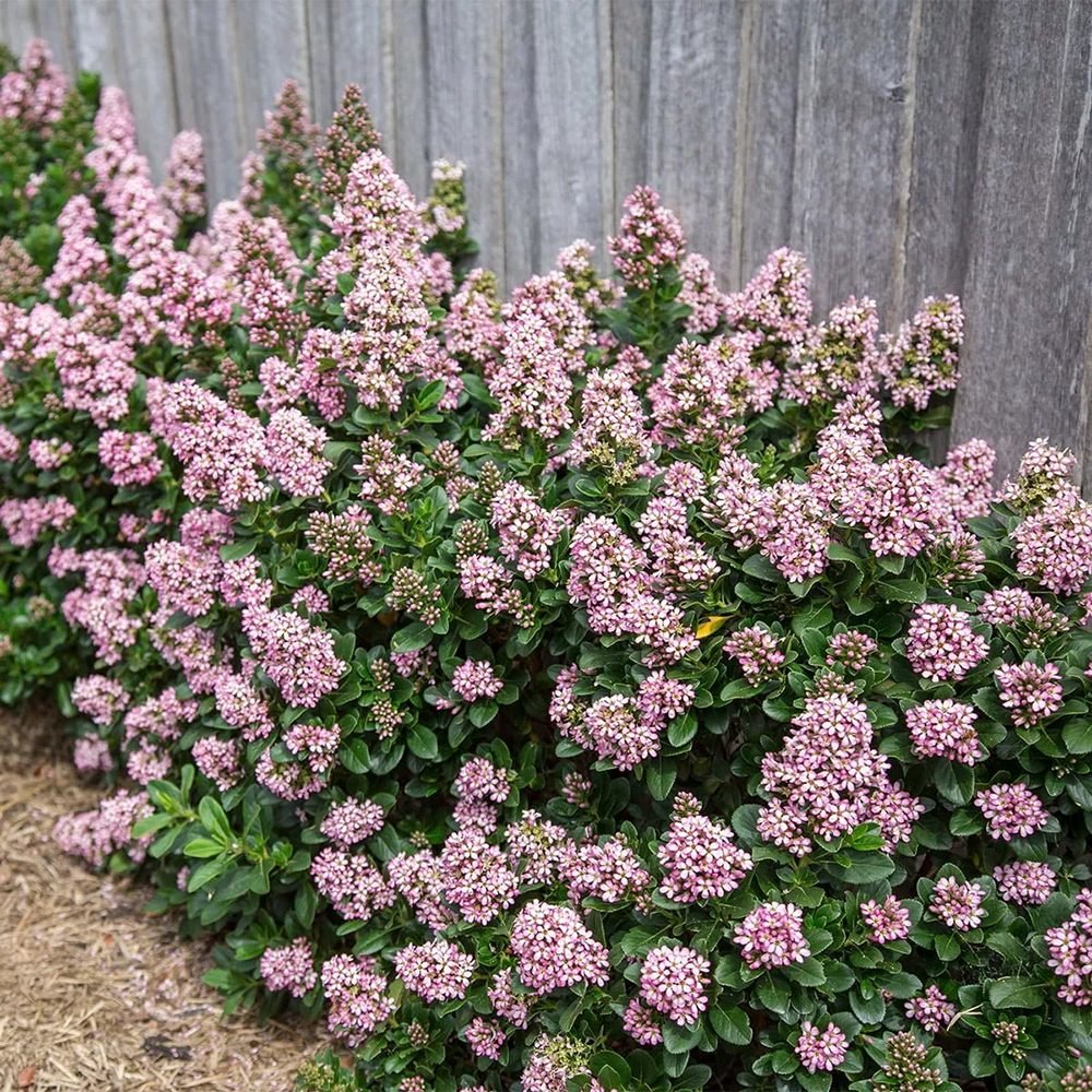 Escallonia laevis Pink Elle