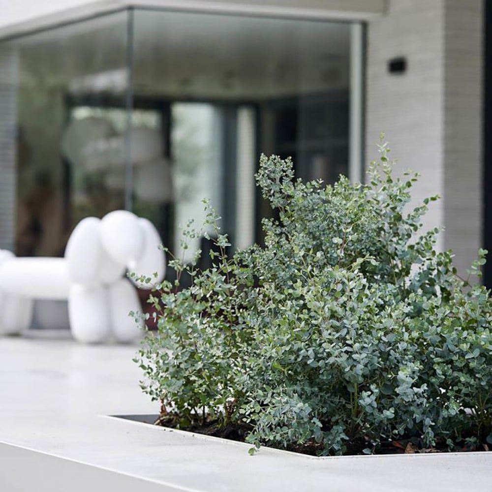 Eucalipt Gunnii, cu frunze argintii parfumate