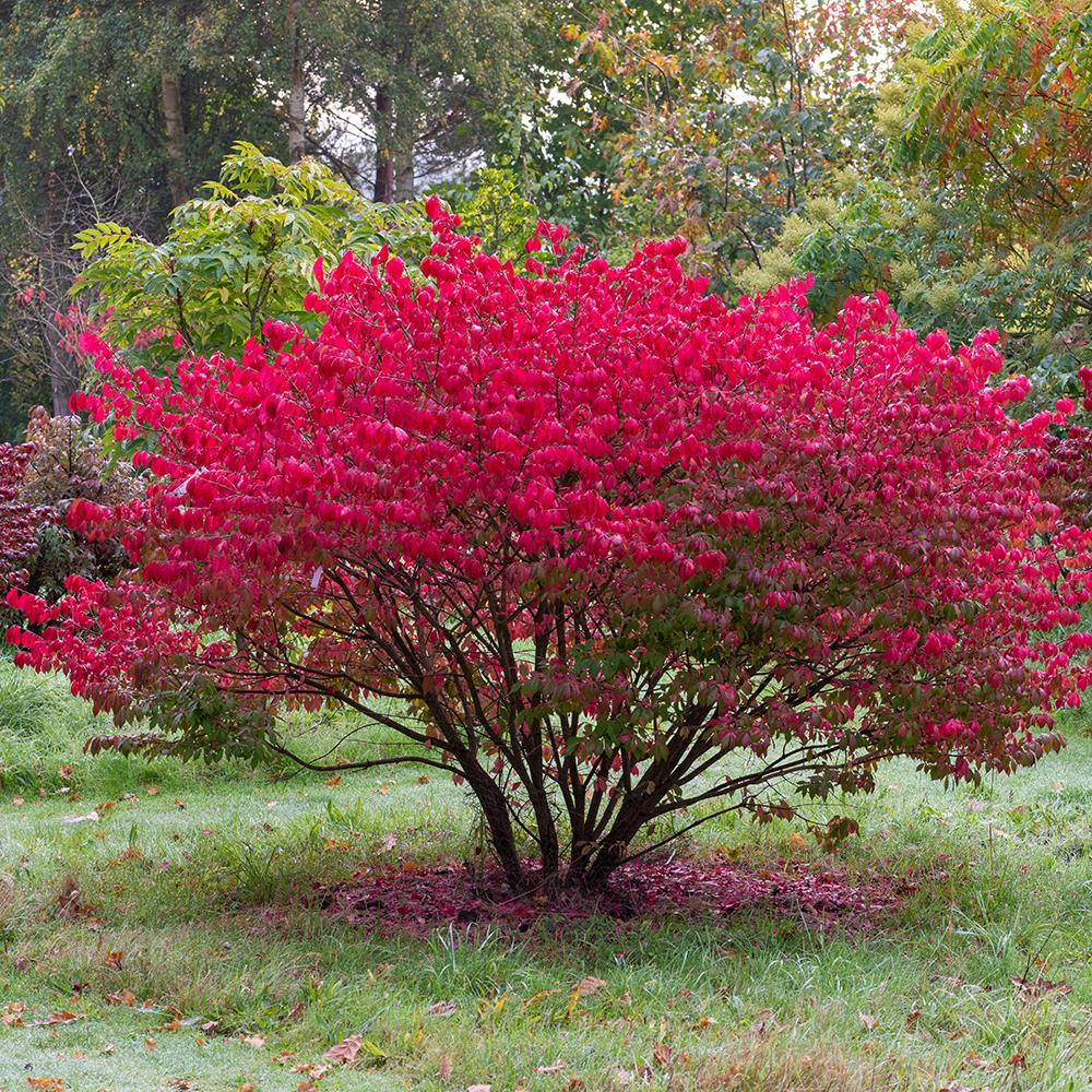 Fus Inaripat (Euonimus Alatus)