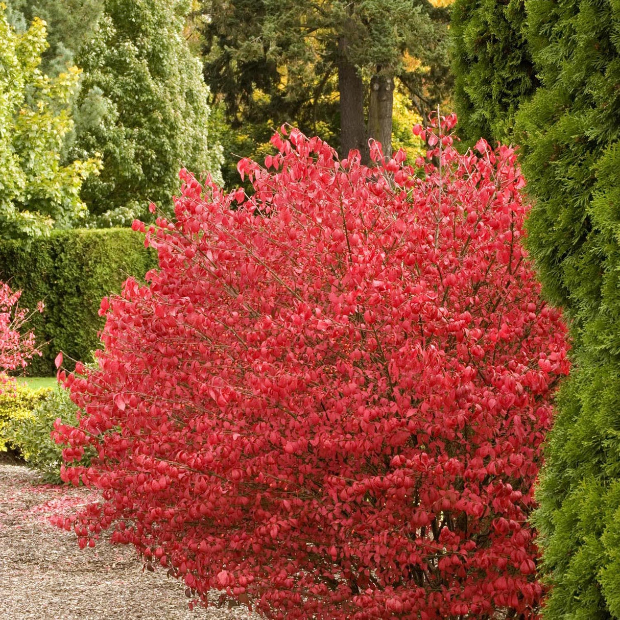 Fus Inaripat (Euonimus Alatus)