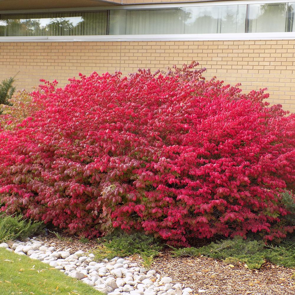 Fus Inaripat (Euonimus Alatus Compactus)