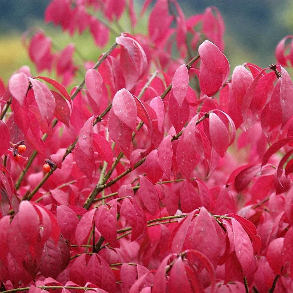 Fus Inaripat (Euonimus Alatus Compactus)