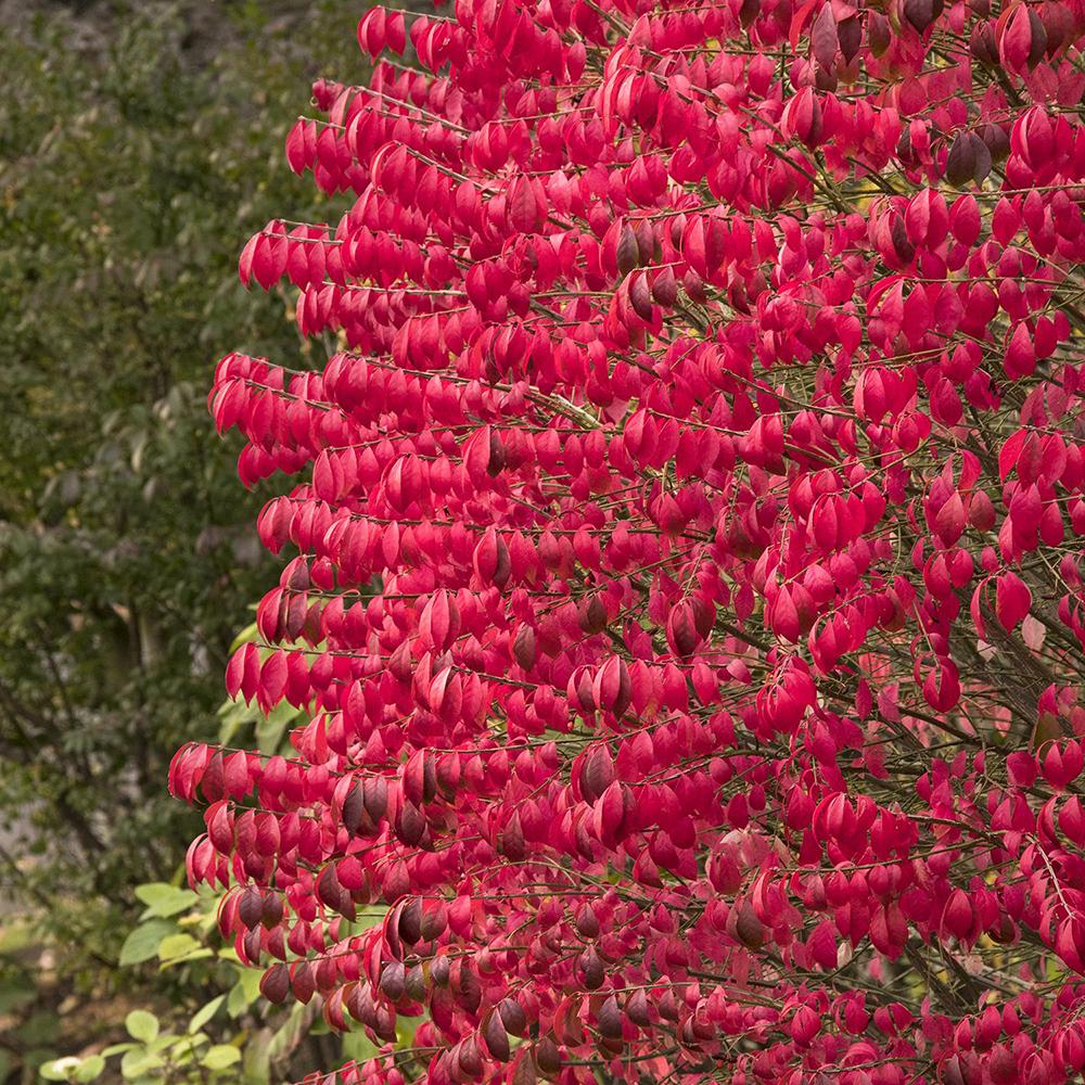 Fus Inaripat (Euonimus Alatus Compactus)