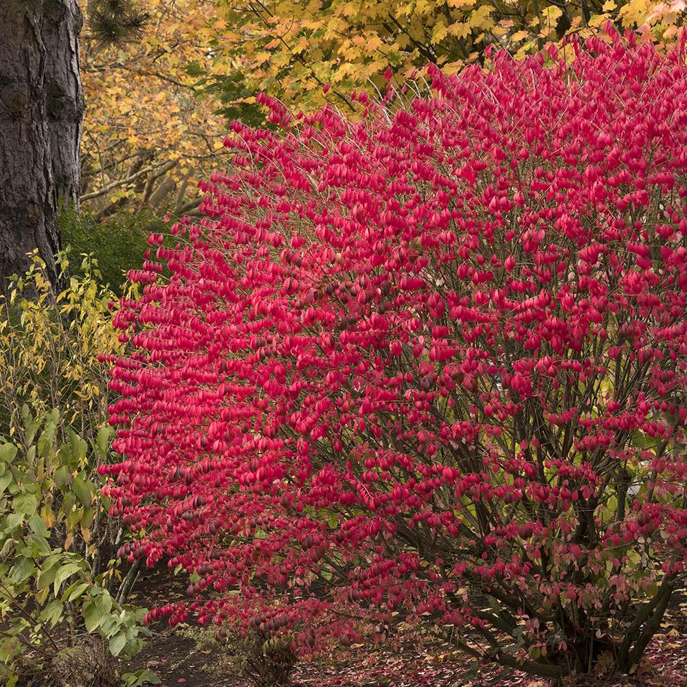 Fus Inaripat (Euonimus Alatus Compactus)