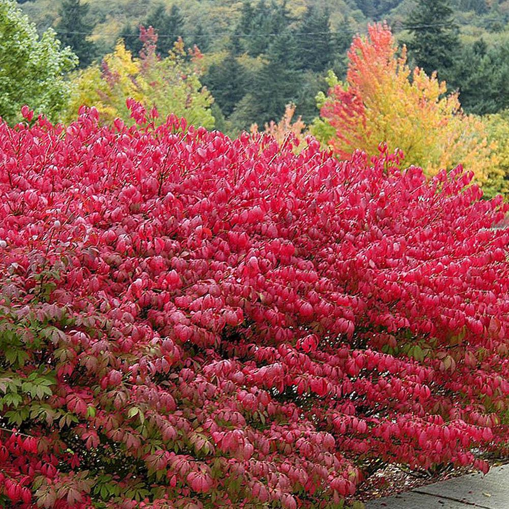 Fus Inaripat (Euonimus Alatus Compactus)