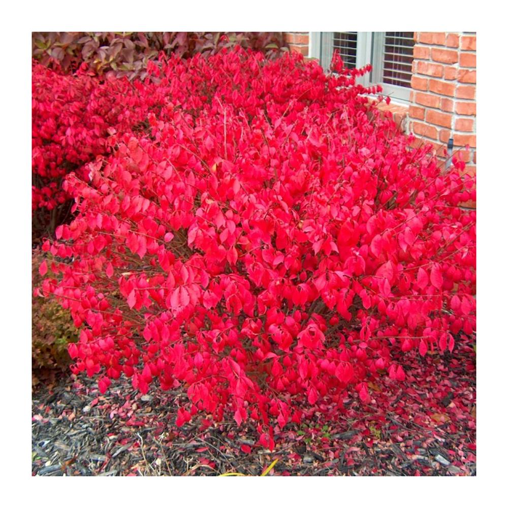 Fus Inaripat (Euonimus Alatus Compactus)