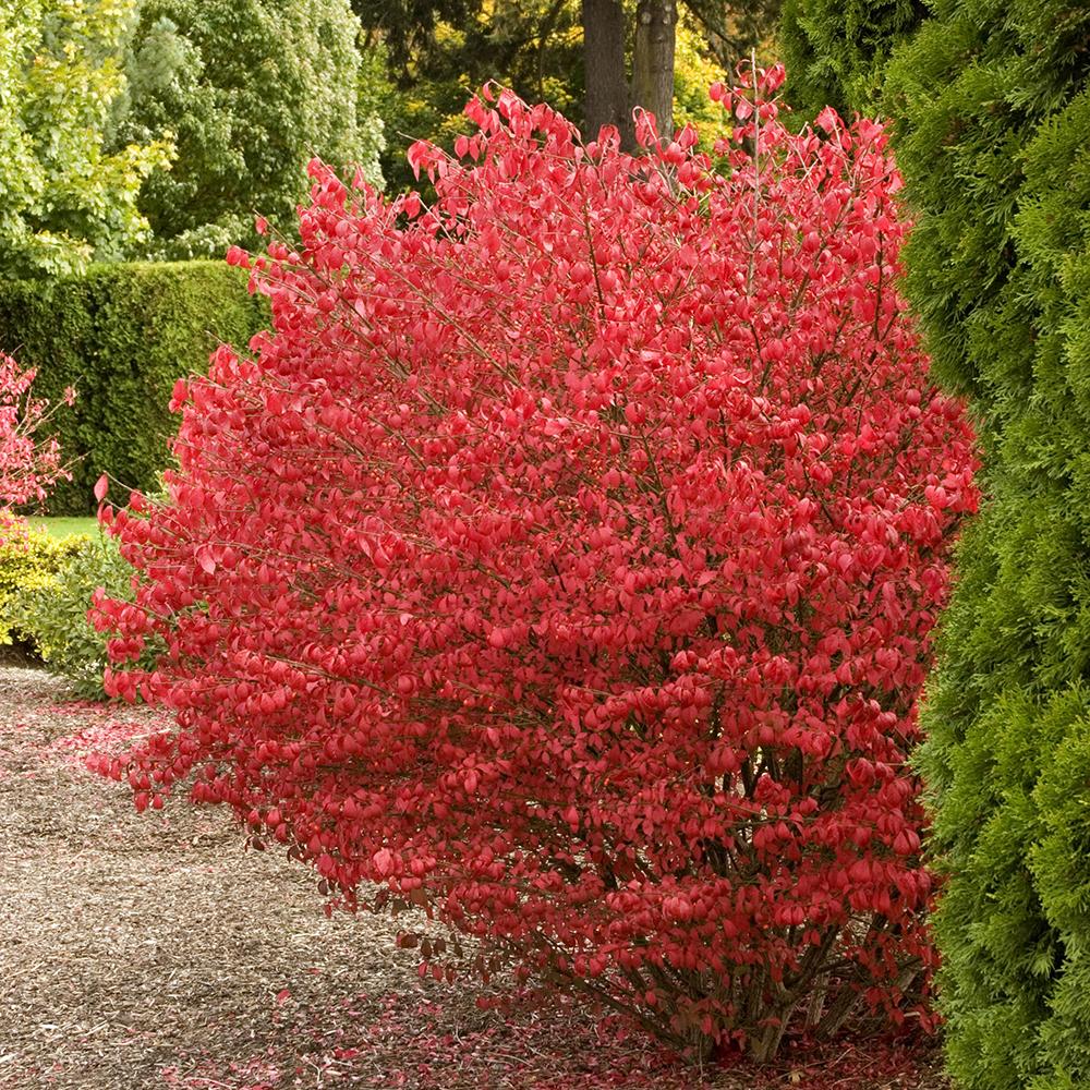 Fus Inaripat (Euonimus Alatus Compactus)