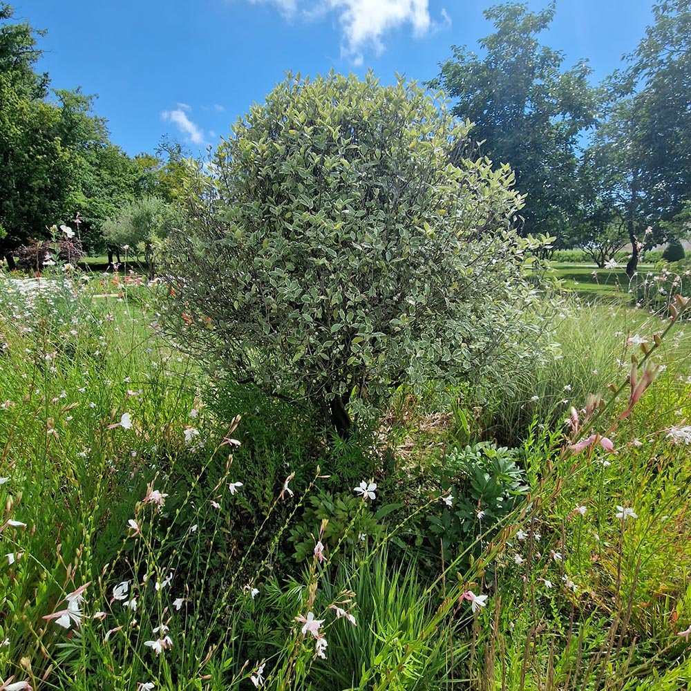 Salba Japoneza (Euonimus Albomarginatus)