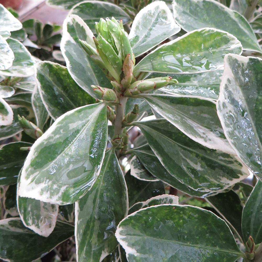 Salba Japoneza (Euonimus Albomarginatus)